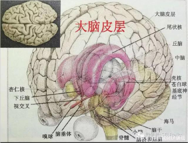 中國腦健康日關注“頭”等大事,中國腦科技的未來是什么?